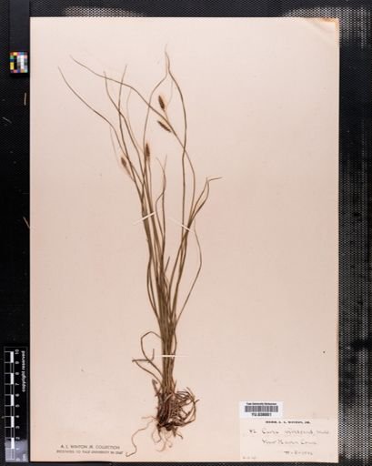 Carex virescens