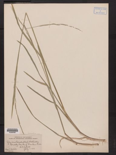 Glyceria borealis