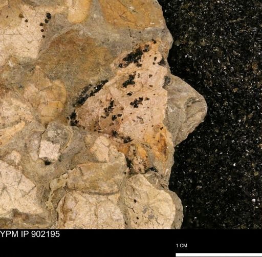 undet. Mollusca