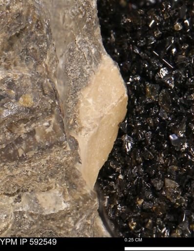 undet. Bivalvia