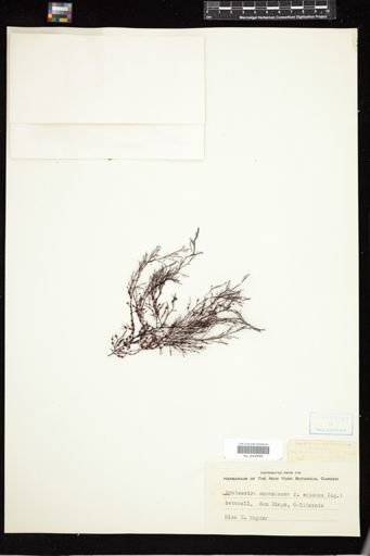 Cystoseira osmundacea f. expansa