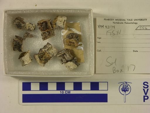undet. Actinopterygii