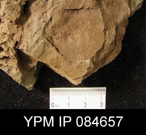 Brachyprion anticostiense