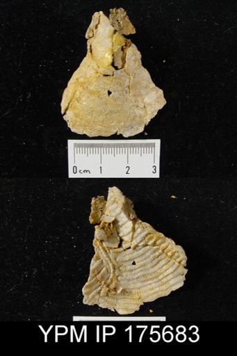 Leptodus sp.
