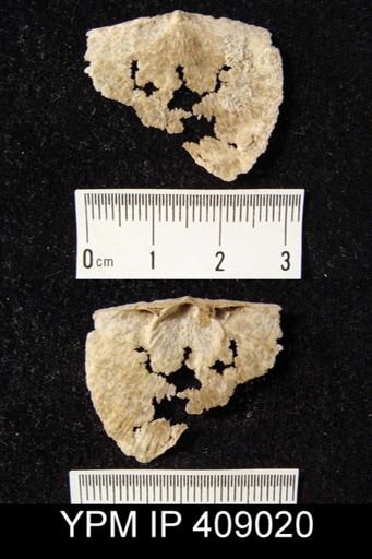 Strophomena sp.