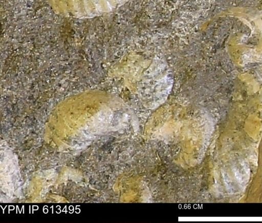 Scaphites sp.