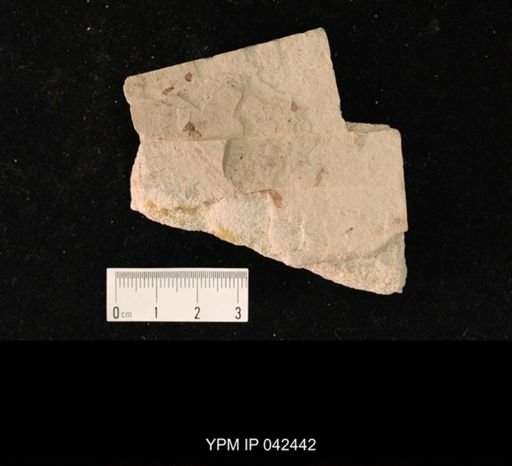 undet. Hexapoda