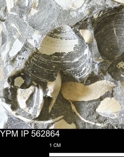 Limopsis sp.