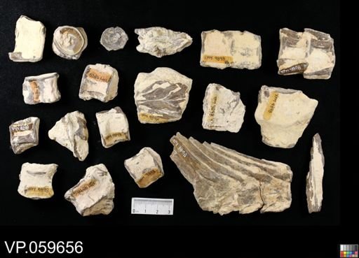 Cimolichthys?