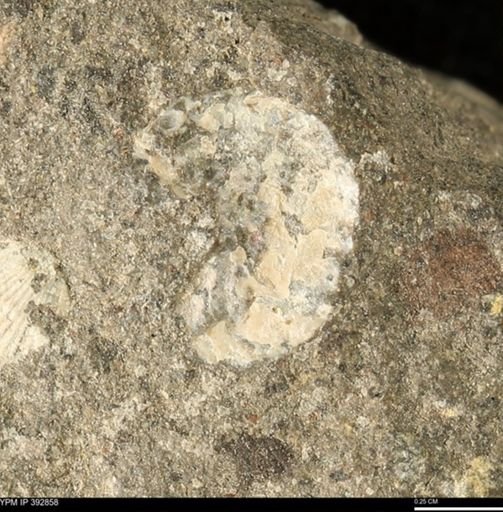 Scaphites sp.