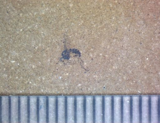 Diptera?