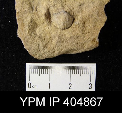 undet. Rhynchonellida