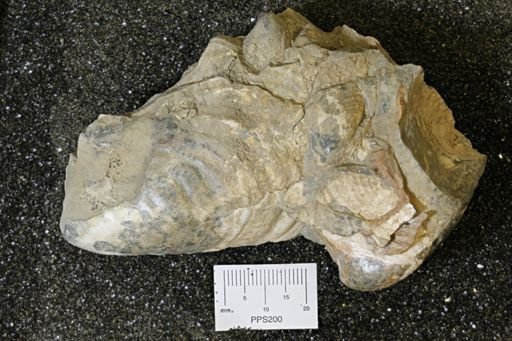 Inoceramus sp.