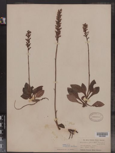 Epipactis pubescens