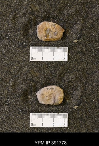 Scaphites whitfieldi