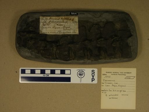 Plesiosaurus sp.