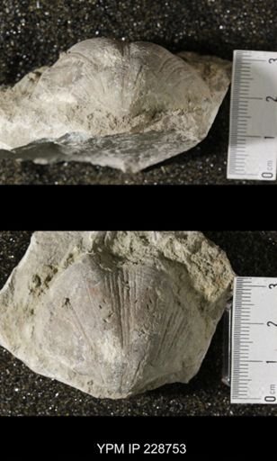 Neospirifer triplicatus gibbosus