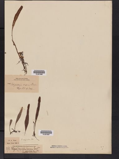 Polypodium