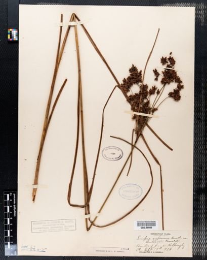 Scirpus cyperinus