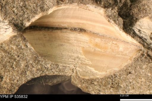 Limopsis striatopunctatus