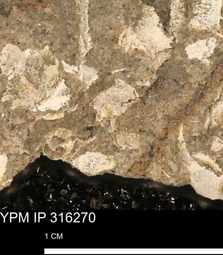 undet. Mollusca