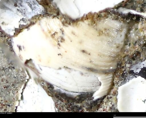 Corbulamella gregaria