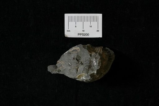 undet. Bivalvia