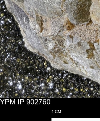 undet. Mollusca
