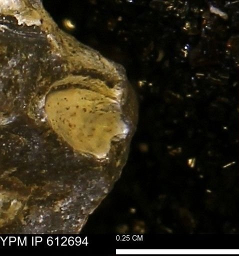 undet. Bivalvia