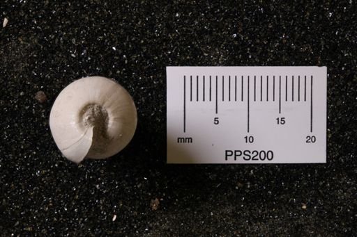 Niso willcoxiana