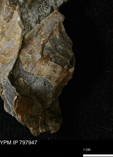 Inoceramus