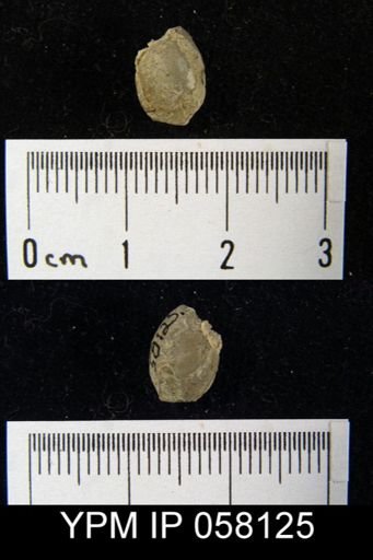 Meristella laevis