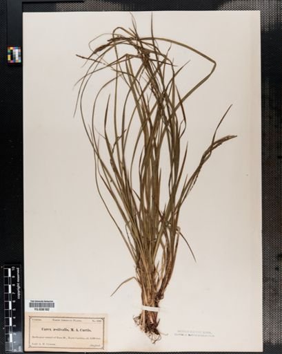 Carex aestivalis