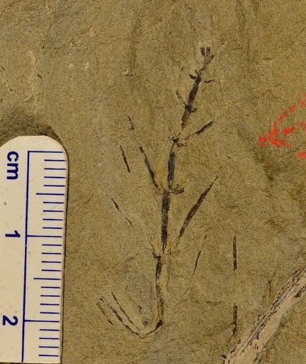 Asterophyllites sp.