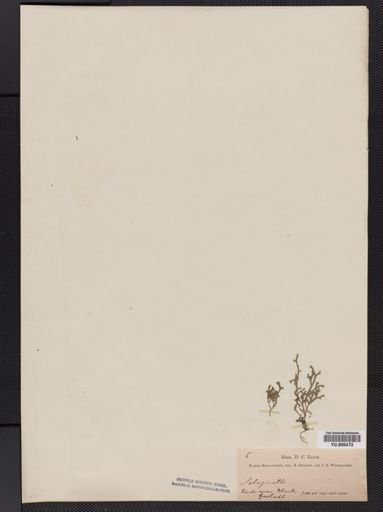 Selaginella