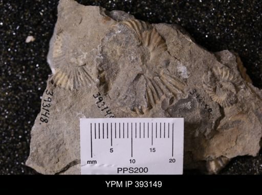 undet. Scaphitidae