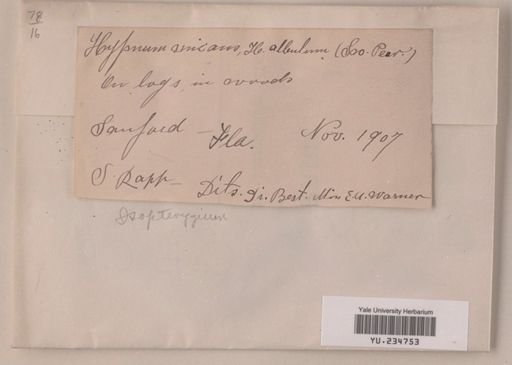 Isopterygium micans var. fulvum