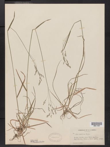 Poa languida