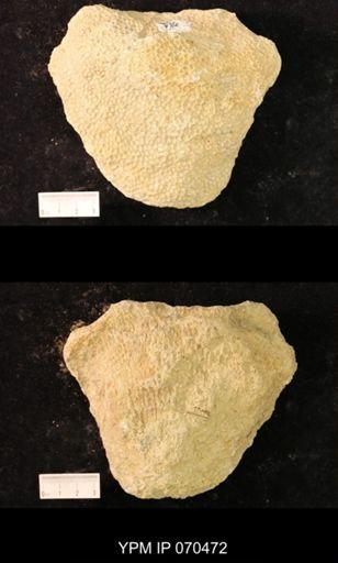 Favosites brownsportensis