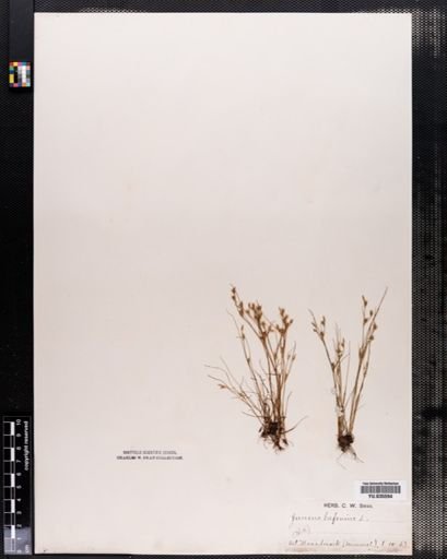 Juncus bufonius