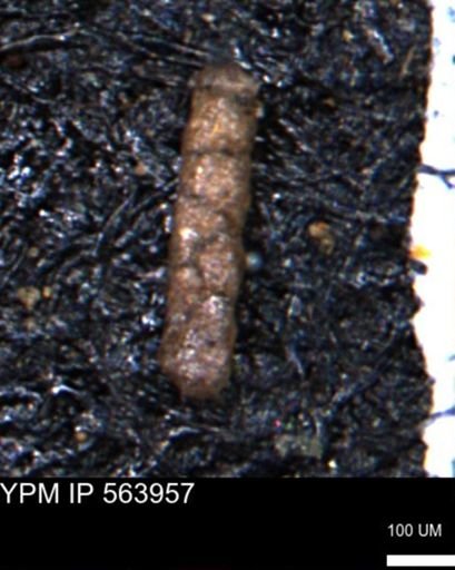 Ammobaculoides phaulus