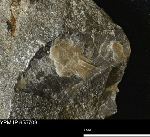 Pseudoptera?