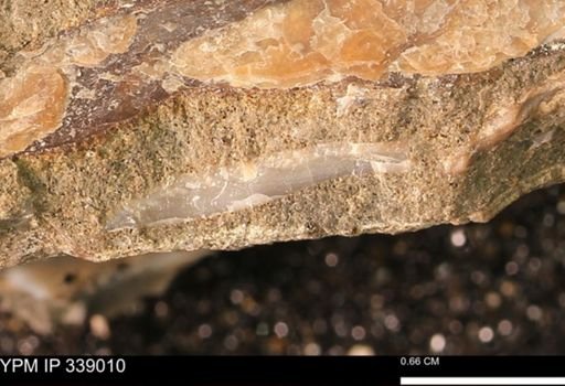 undet. Bivalvia