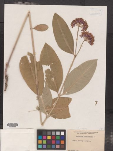 Asclepias purpurascens