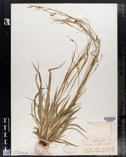Carex arctata