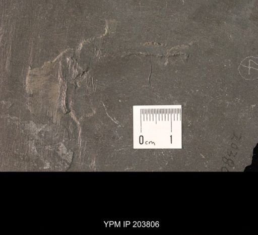 Asterias asperulata