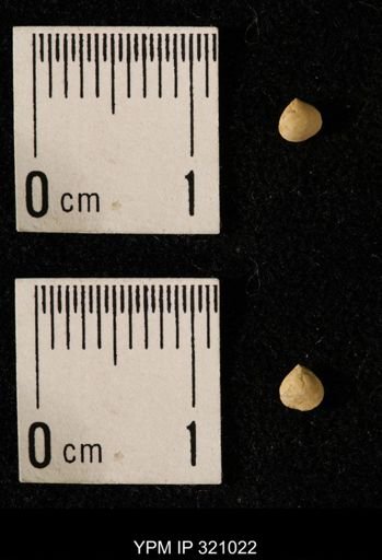 Dielasma elongatum