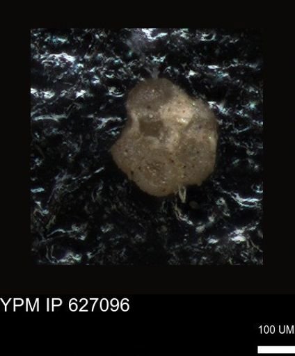 undet. Foraminiferida