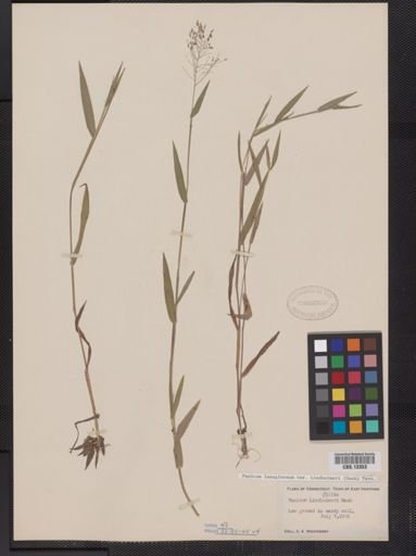 Panicum lanuginosum