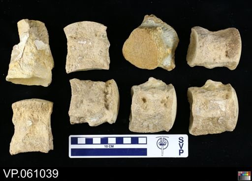 undet. Mosasauridae